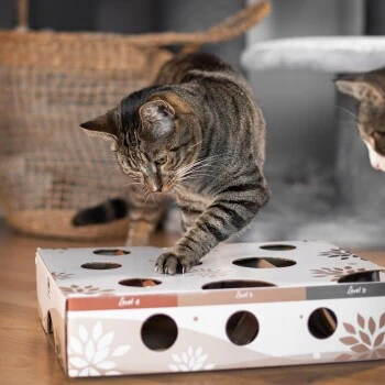 Canadian Cat Company Katzenspielzeug MagicBox – Bild 2