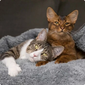 SELECT GOLD Indoor Adult Geflügel & Reis 7 Kg – Bild 4