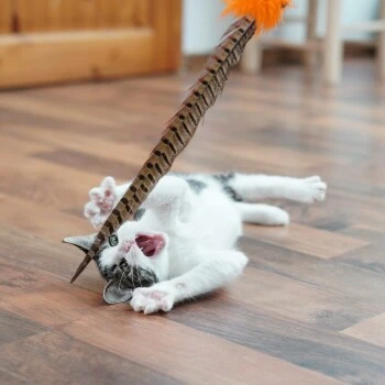 Schlitzohr Federwedel Birdy 3er Pack – Bild 6